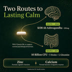 An infographic titled 'Two Routes to Lasting Calm' on a dark green background, showing a capsule with arrows pointing to a brain labeled 'Route 1: Mind' and intestines labeled 'Route 2: Gut'. Text mentions KSM-66 Ashwagandha, 100mg, and 10 Billion CFU of 5 Strains + L-Glutamine, with zinc and calcium benefits at the bottom.