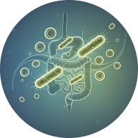 Lactobacillus plantarum LP-Onlly